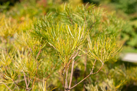 Zurich, Switzerland, September 21, 2024 Banksia Spinulosa or hairpin banksia plant at the botanical gardenの写真素材