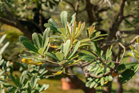 Zurich, Switzerland, September 21, 2024 Banksia Integrifolia or coast banksia plant at the botanical...