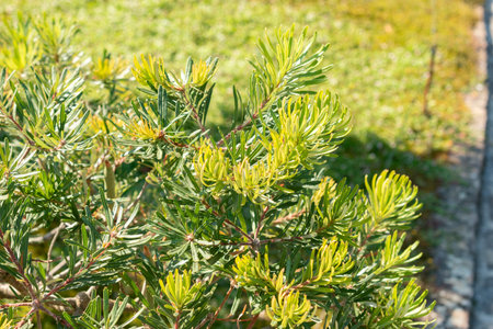 Zurich, Switzerland, September 21, 2024 Banksia Spinulosa or hairpin banksia plant at the botanical...