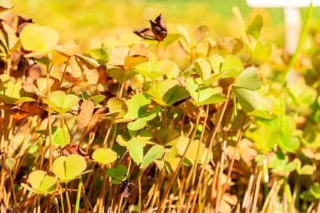 Zurich, Switzerland, September 21, 2024 Marsilea Quadrifolia or four leaf clover plant at the...