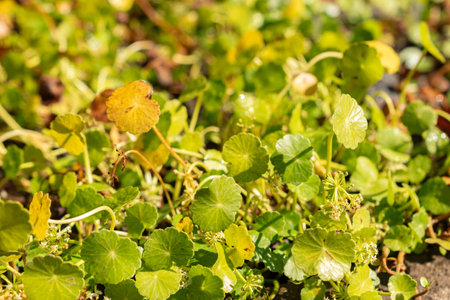 Zurich, Switzerland, September 21, 2024 Hydrocotyle Umbellata Araliaceae or plant at the botanical...