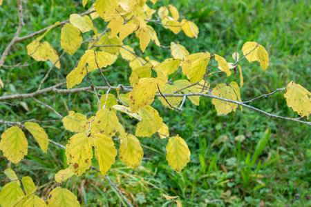Zurich, Switzerland, September 21, 2024 Hamamelis Virginiana or witch hazel plant at the botanical...
