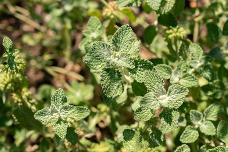 Zurich, Switzerland, September 21, 2024 Marrubium Vulgare or common horehound plant at the botanical...