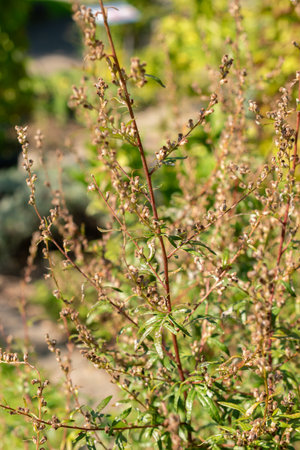 Zurich, Switzerland, September 21, 2024 Artemisia Vulgaris or common mugwort plant at the botanical gardenの写真素材
