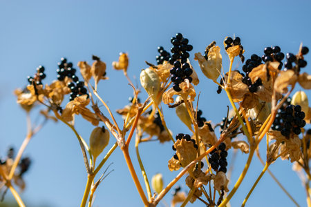 Zurich, Switzerland, September 21, 2024 Iris Domestica or blackberry lily plant at the botanical gardenの写真素材