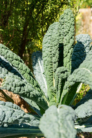 Zurich, Switzerland, September 21, 2024 Brassica Oleracea var palmifolia Nero di Toscana or cabbage plant at the botanical gardenの写真素材