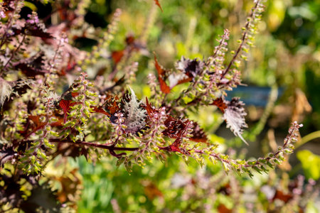Zurich, Switzerland, September 21, 2024 Perilla Frutescens var Crispa plant at the botanical garden