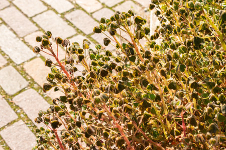 Zurich, Switzerland, September 21, 2024 Oxalis Tuberosa or oca plant at the botanical gardenの写真素材