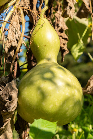 Zurich, Switzerland, September 21, 2024 Lagenaria Siceraria or bottle gourd plant at the botanical gardenの写真素材