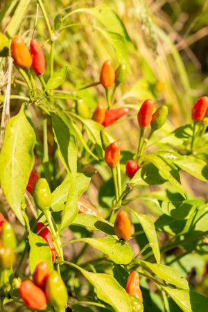 Zurich, Switzerland, September 21, 2024 Capsicum Frutescens plant at the botanical garden