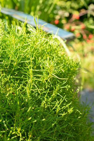 Zurich, Switzerland, September 21, 2024 Santolina Virens or green lavender cotton plant at the botanical gardenの写真素材