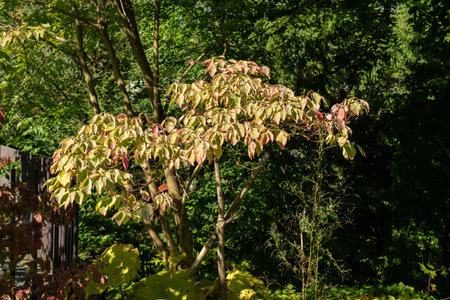 Zurich, Switzerland, September 21, 2024 Cornus Nuttallii or pacific dogwood plant at the botanical gardenの写真素材