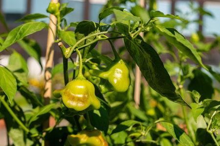 Zurich, Switzerland, September 21, 2024 Capsicum Baccatum or chili pepper plant at the botanical gardenの写真素材