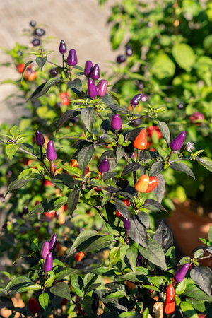 Zurich, Switzerland, September 21, 2024 Capsicum Frutescens Troll Long Phen or chili pepper plant at...