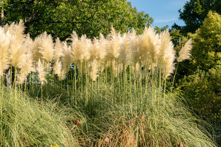 Zurich, Switzerland, September 21, 2024 Cortaderia Selloana or pampas grass at the botanical gardenの写真素材
