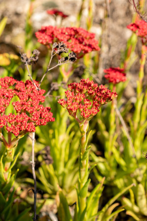 Zurich, Switzerland, September 21, 2024 Crassula Alba plant at the botanical garden