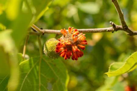 Zurich, Switzerland, September 21, 2024 Broussonetia Papyrifera or paper mulberry plant at the botanical gardenの写真素材