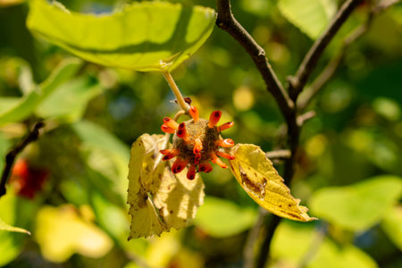 Zurich, Switzerland, September 21, 2024 Broussonetia Papyrifera or paper mulberry plant at the botanical gardenの写真素材