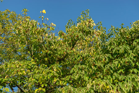 Zurich, Switzerland, September 21, 2024 Broussonetia Papyrifera or papaer mulberry plant at the...