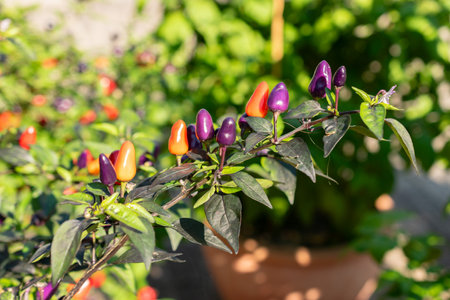 Zurich, Switzerland, September 21, 2024 Capsicum Frutescens Troll Long Phen or chili pepper plant at the botanical gardenの写真素材