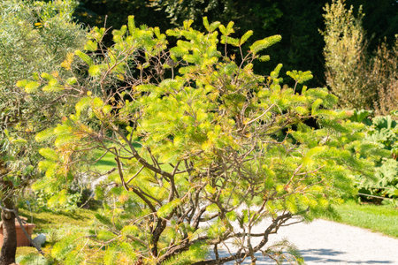 Zurich, Switzerland, September 21, 2024 Calothamnus Quadrifidus or one sided bottlebrush plant at the botanical gardenの写真素材
