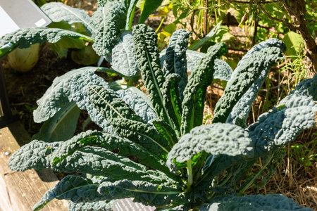 Zurich, Switzerland, September 21, 2024 Brassica Oleracea var palmifolia Nero di Toscana or cabbage...