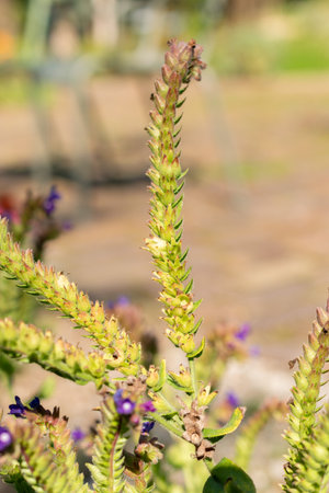Zurich, Switzerland, September 21, 2024 Anchusa Officinalis or common bugloss plant at the botanical...