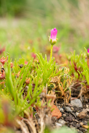 Saint Gallen, Switzerland, October 19, 2024 Dorotheanthus Apetalus plant at the botanical gardenの写真素材
