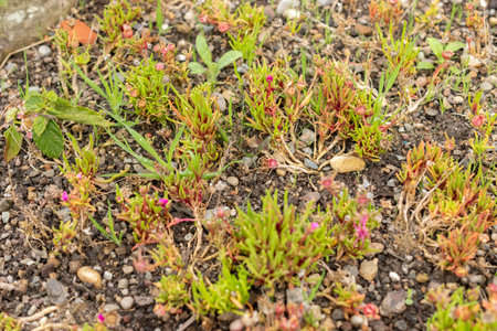 Saint Gallen, Switzerland, October 19, 2024 Dorotheanthus Apetalus plant at the botanical gardenの写真素材