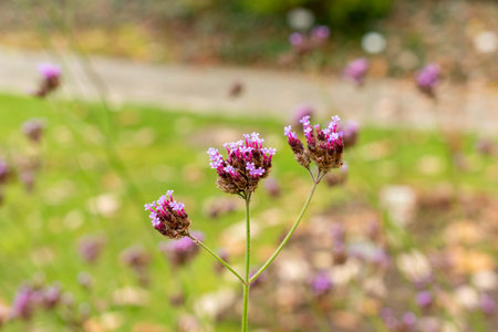 Saint Gallen, Switzerland, October 19, 2024 Verbena Bonariensis or purple top vervain plant at the...