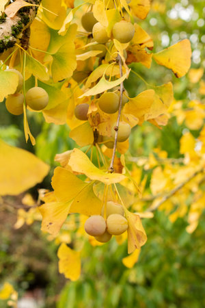 Saint Gallen, Switzerland, October 19, 2024 Ginko Biloba or maidenhair tree at the botanical gardenの写真素材