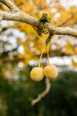 Saint Gallen, Switzerland, October 19, 2024 Ginko Biloba or maidenhair tree at the botanical gardenの写真素材