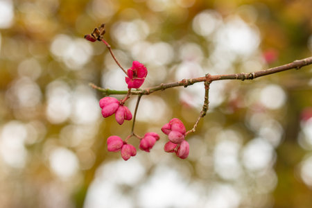 Saint Gallen, Switzerland, October 19, 2024 Euonymus Hamiltonianus or himalayan spindle plant at the botanical gardenの写真素材