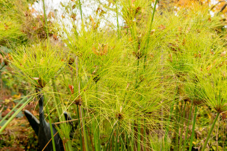 Saint Gallen, Switzerland, October 19, 2024 Cyperus Papyrus plant at the botanical gardenの写真素材