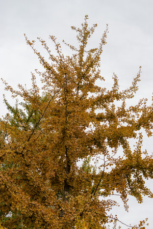 Saint Gallen, Switzerland, October 19, 2024 Ginko Biloba or maidenhair tree at the botanical garden