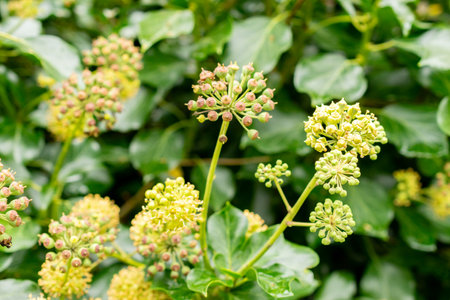 Saint Gallen, Switzerland, October 19, 2024 Hedera or ivy plant at the botanical garden