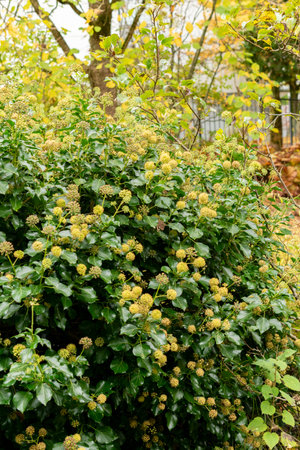 Saint Gallen, Switzerland, October 19, 2024 Hedera or ivy plant at the botanical gardenの写真素材
