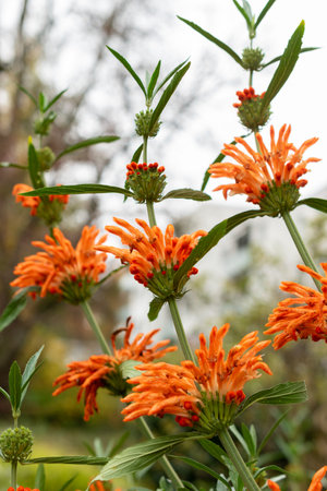 Saint Gallen, Switzerland, October 19, 2024 Leonotis Leonurus or lions tail plant at the botanical gardenの写真素材