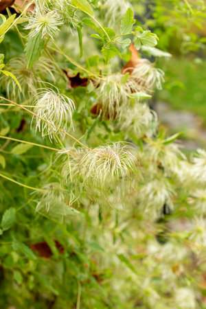 Saint Gallen, Switzerland, October 19, 2024 Clematis Glauca plant at the botanical garden