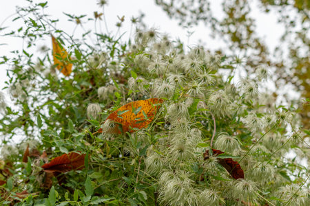 Saint Gallen, Switzerland, October 19, 2024 Clematis Glauca plant at the botanical garden