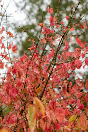 Saint Gallen, Switzerland, October 19, 2024 Euonymus Verrucosus plant at the botanical garden