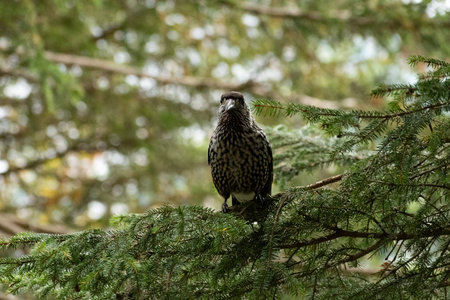 Arosa, Switzerland, October 12, 2024 Tannhaeher bird or Nucifraga Caryocatactes is sitting on a branchの写真素材