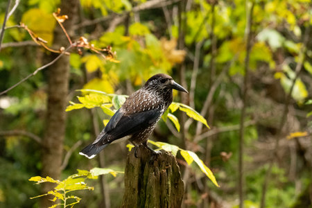 Arosa, Switzerland, October 12, 2024 Tannhaeher bird or Nucifraga Caryocatactes is sitting on a...