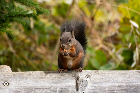 Arosa, Switzerland, October 12, 2024 Squirrel is sitting on a bench and is eating a nut in a forest in autumn timeの写真素材