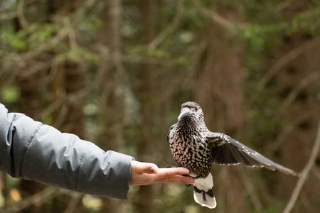 Arosa, Switzerland, October 12, 2024 Tannhaeher bird or Nucifraga Caryocatactes is sitting on a human handの写真素材