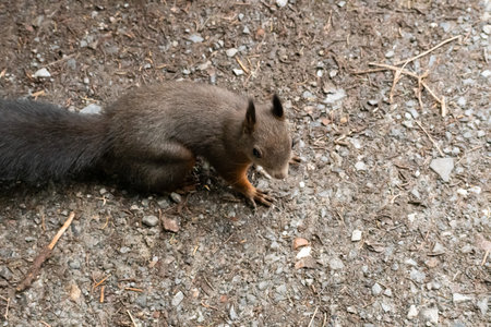 Arosa, Switzerland, October 12, 2024 Squirrel is searching for food in a forest in autumnの写真素材