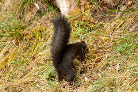 Arosa, Switzerland, October 12, 2024 Squirrel is searching for food in a forest in autumnの写真素材