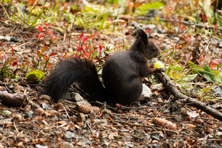 Arosa, Switzerland, October 12, 2024 Squirrel in a forest in autumnの写真素材