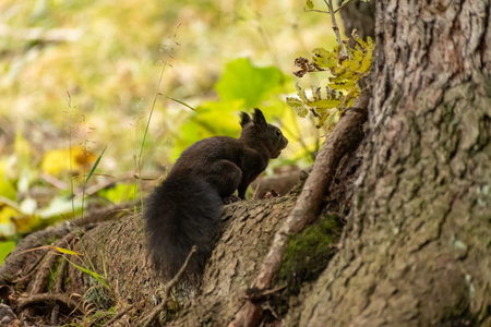 Arosa, Switzerland, October 12, 2024 Squirrel is searching for food in a forest in autumnの写真素材