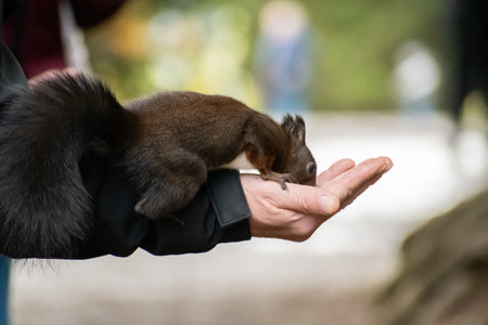 Arosa, Switzerland, October 12, 2024 Squirrel is taking some nuts from a human hand in a forest in autumnの写真素材